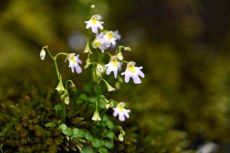 Utricularia kumaonensis photo 7
