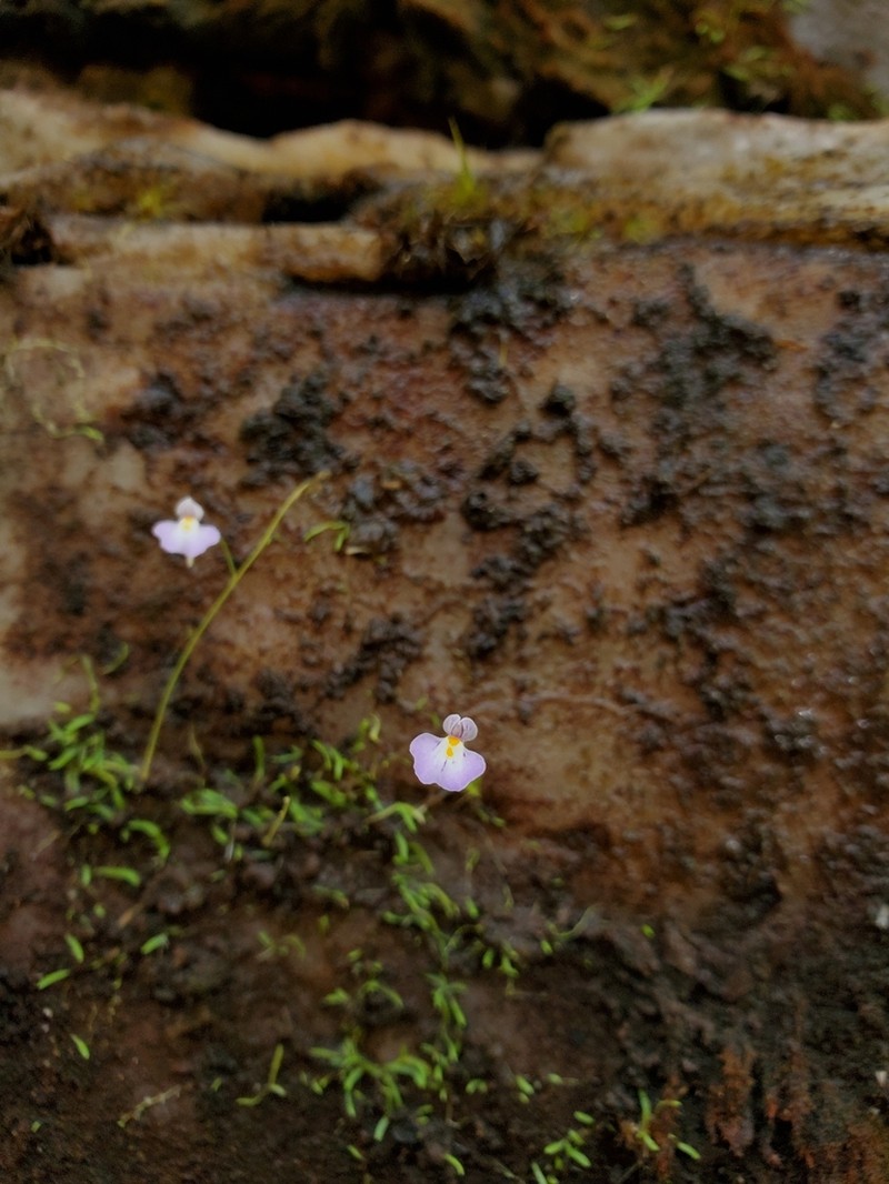 Utricularia laciniata