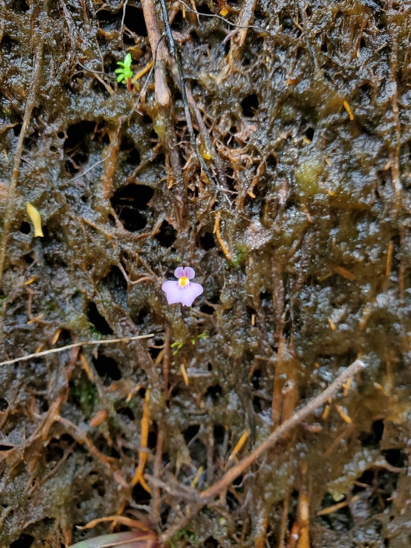 Utricularia laciniata photo 2