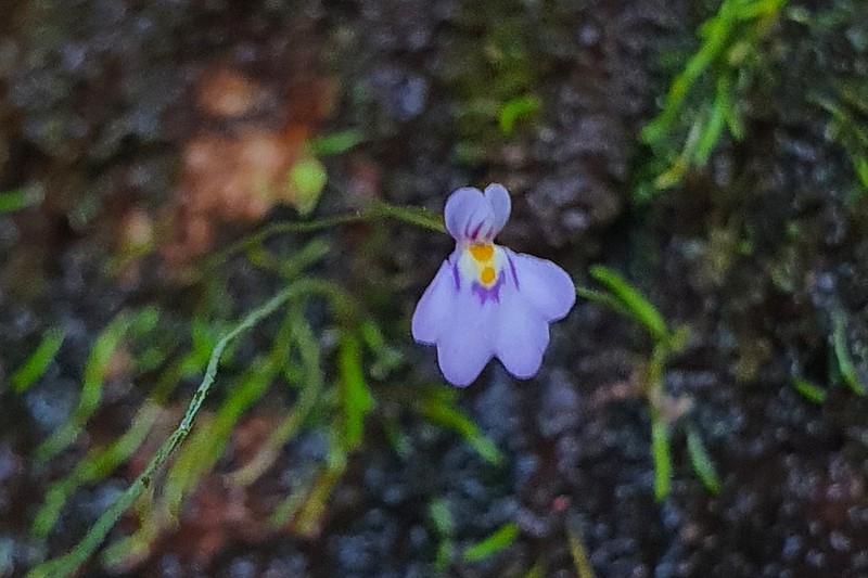 Utricularia laciniata photo 3