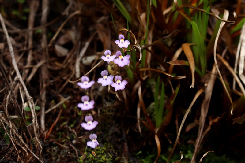Utricularia laciniata photo 4
