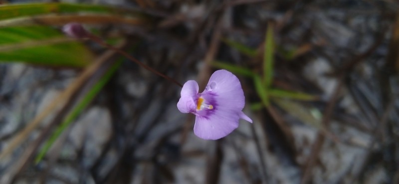 Utricularia laciniata photo 5