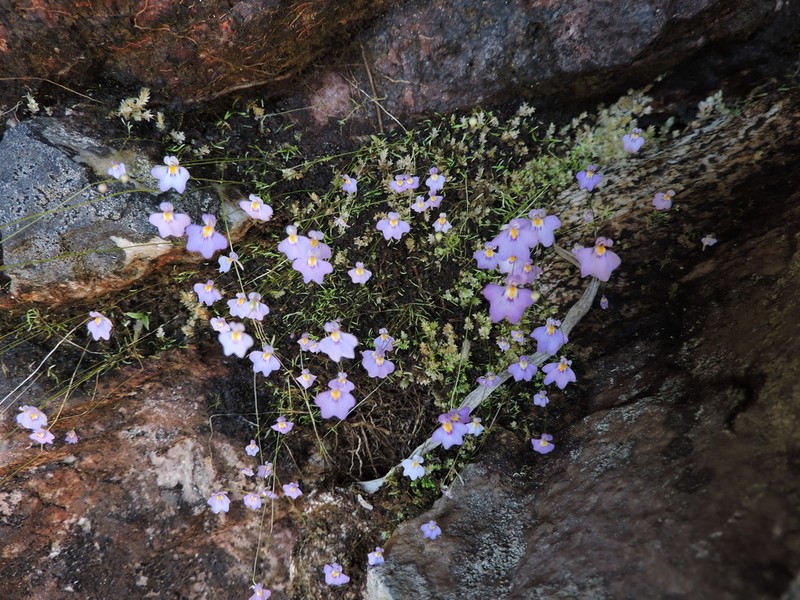 Utricularia laciniata photo 6