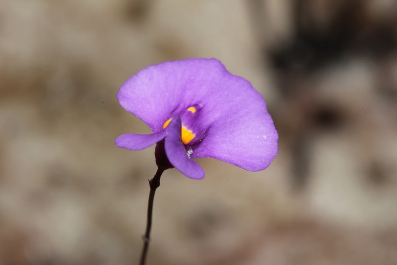 Utricularia laciniata photo 8