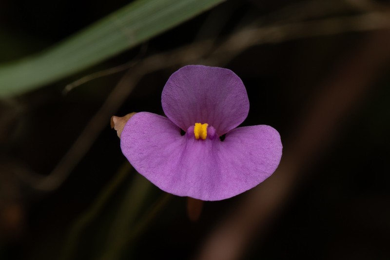 Utricularia lasiocaulis