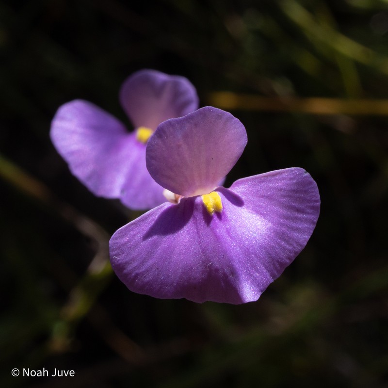 Utricularia lasiocaulis photo 2