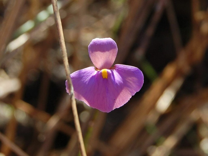 Utricularia lasiocaulis photo 3