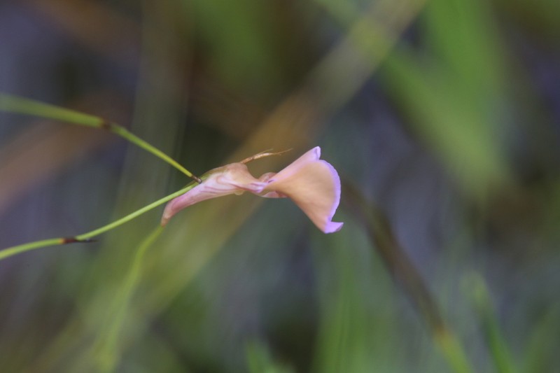 Utricularia lasiocaulis photo 4
