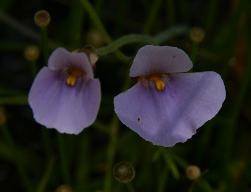 Utricularia lasiocaulis photo 5
