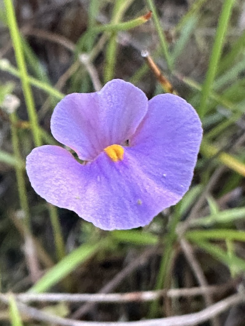 Utricularia lasiocaulis photo 6