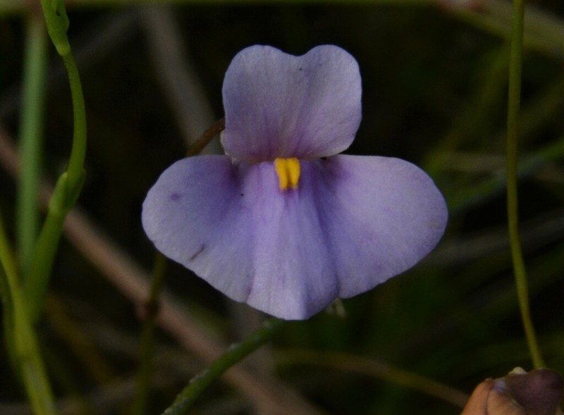 Utricularia lasiocaulis photo 7