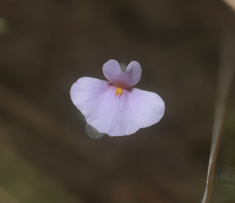 Utricularia lasiocaulis photo 8