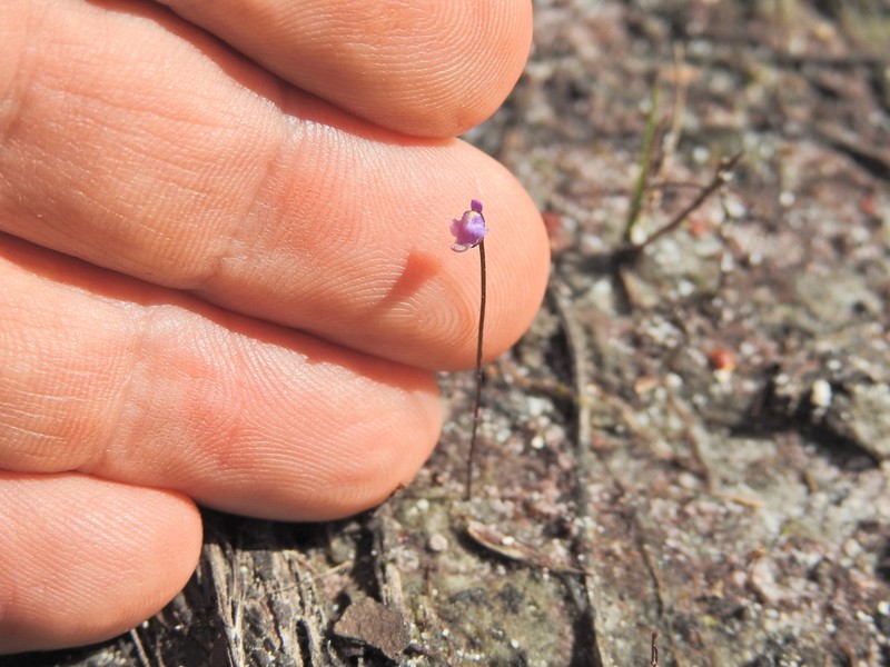 Utricularia lateriflora photo 2