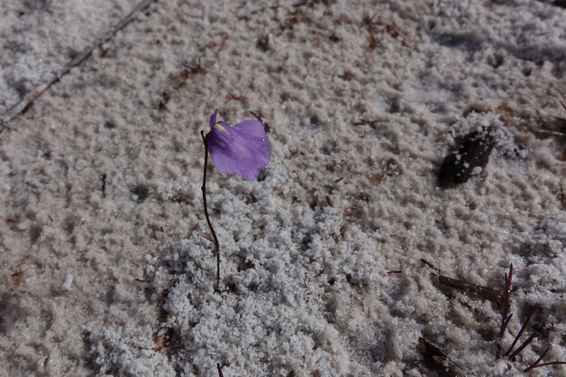 Utricularia lateriflora photo 3