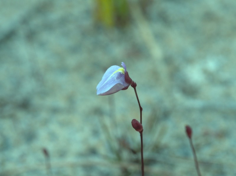 Utricularia lateriflora photo 4