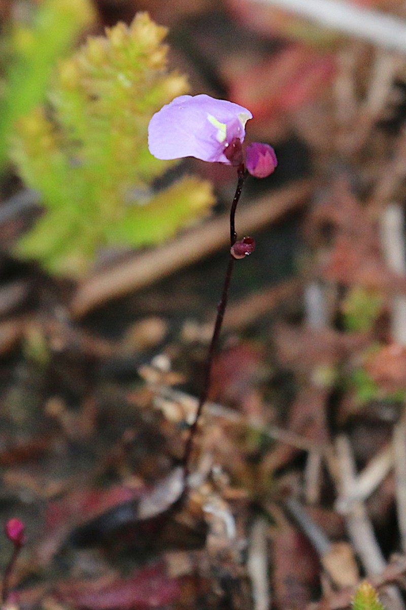 Utricularia lateriflora photo 5