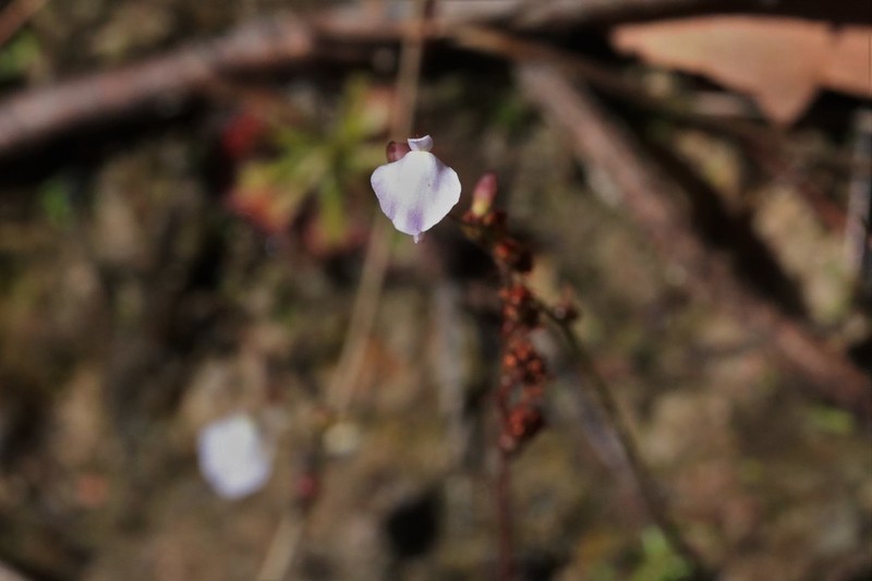 Utricularia lateriflora photo 6
