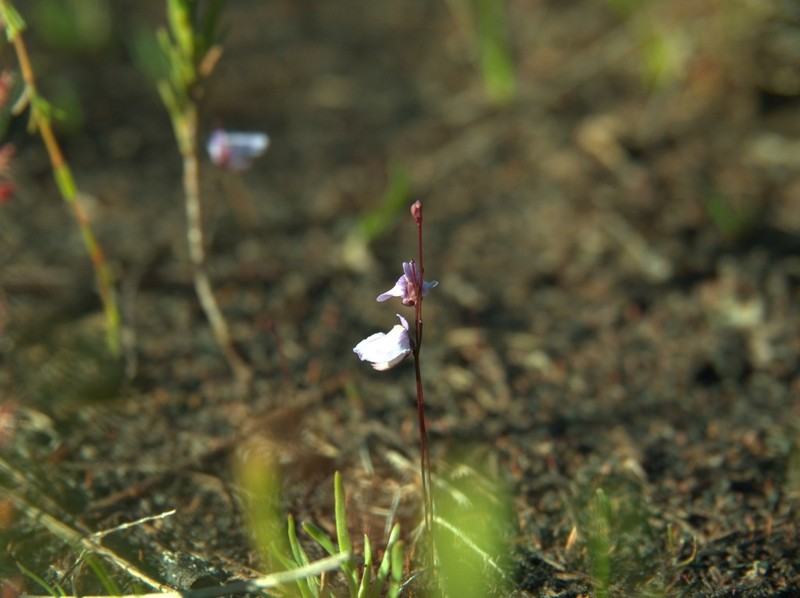 Utricularia lateriflora photo 7