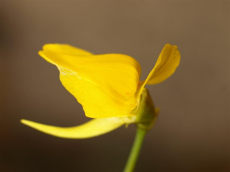 Utricularia laxa