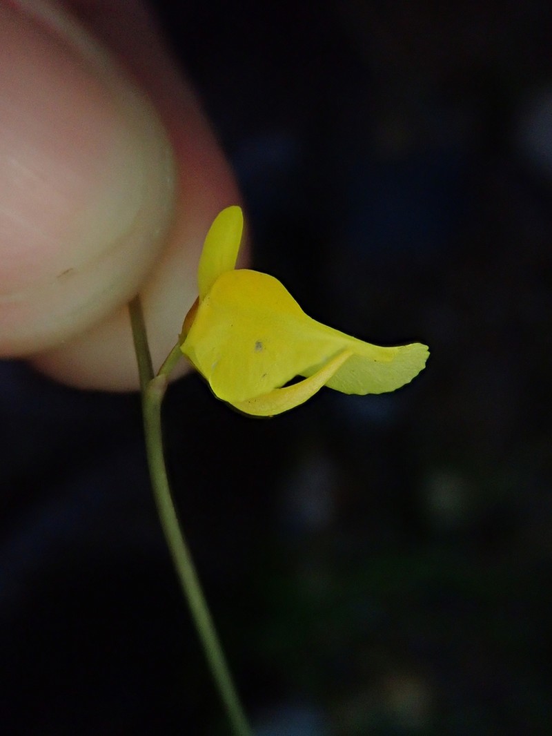 Utricularia laxa photo 2