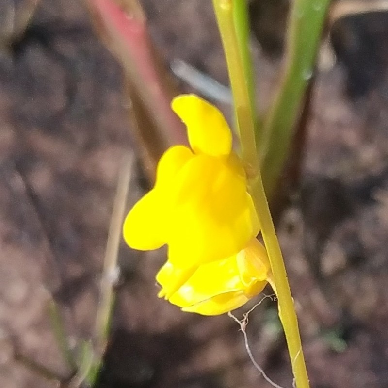 Utricularia laxa photo 3