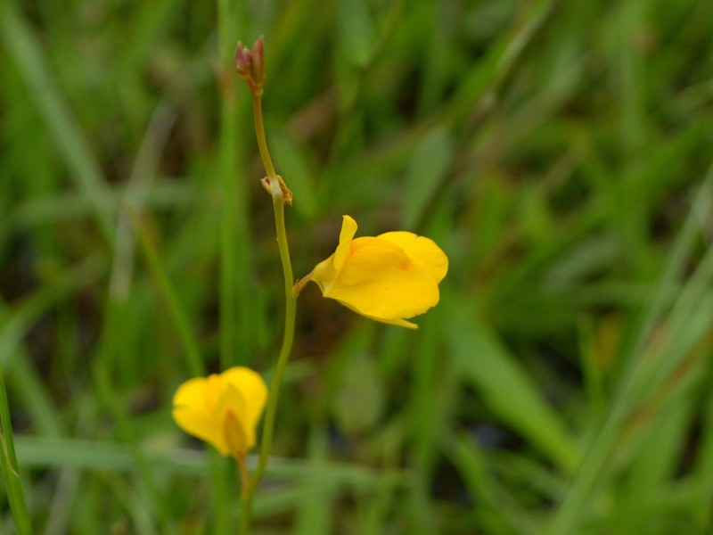 Utricularia laxa photo 4