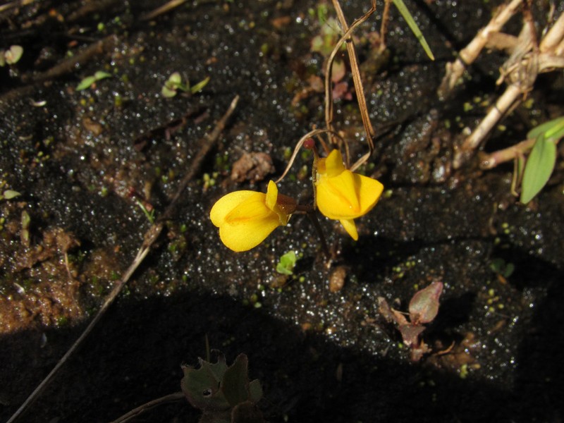 Utricularia laxa photo 5