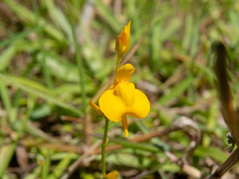 Utricularia laxa photo 6