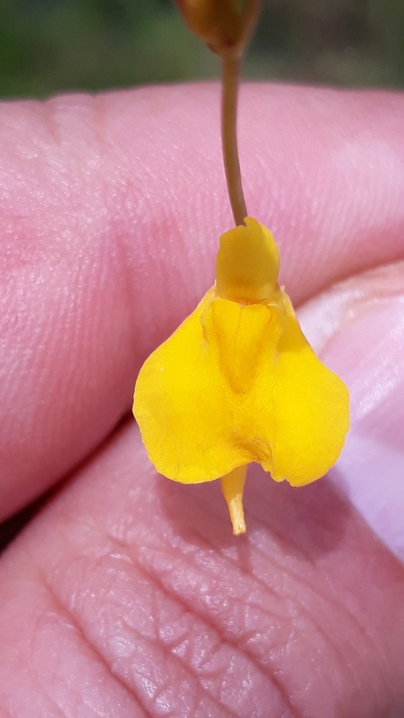 Utricularia laxa photo 7