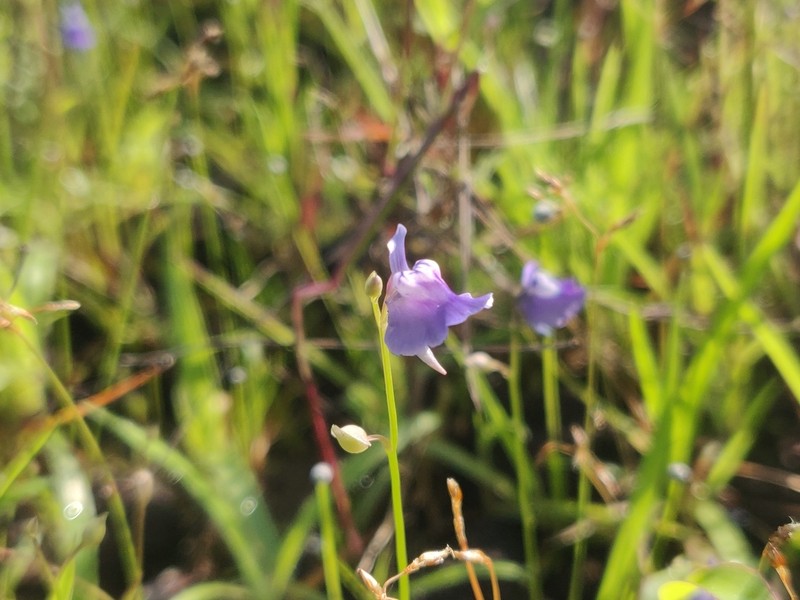 Utricularia lazulina