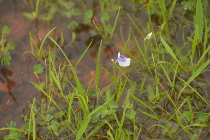 Utricularia lazulina photo 2