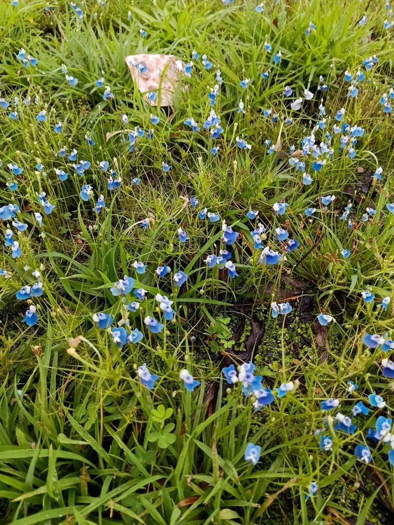 Utricularia lazulina photo 3
