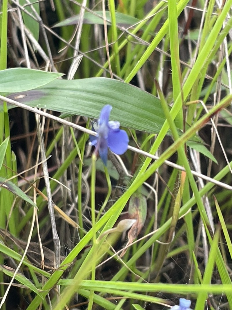 Utricularia lazulina photo 4