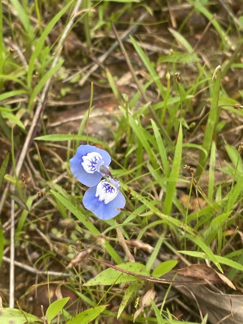 Utricularia lazulina photo 5