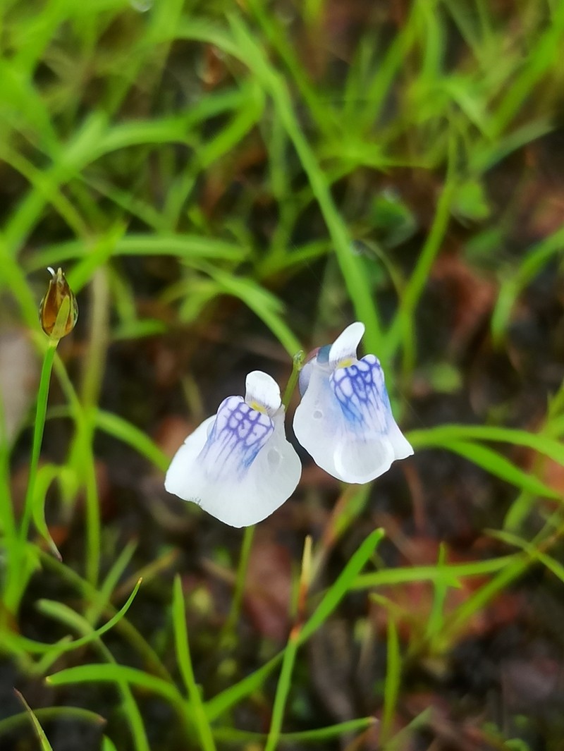 Utricularia lazulina photo 6