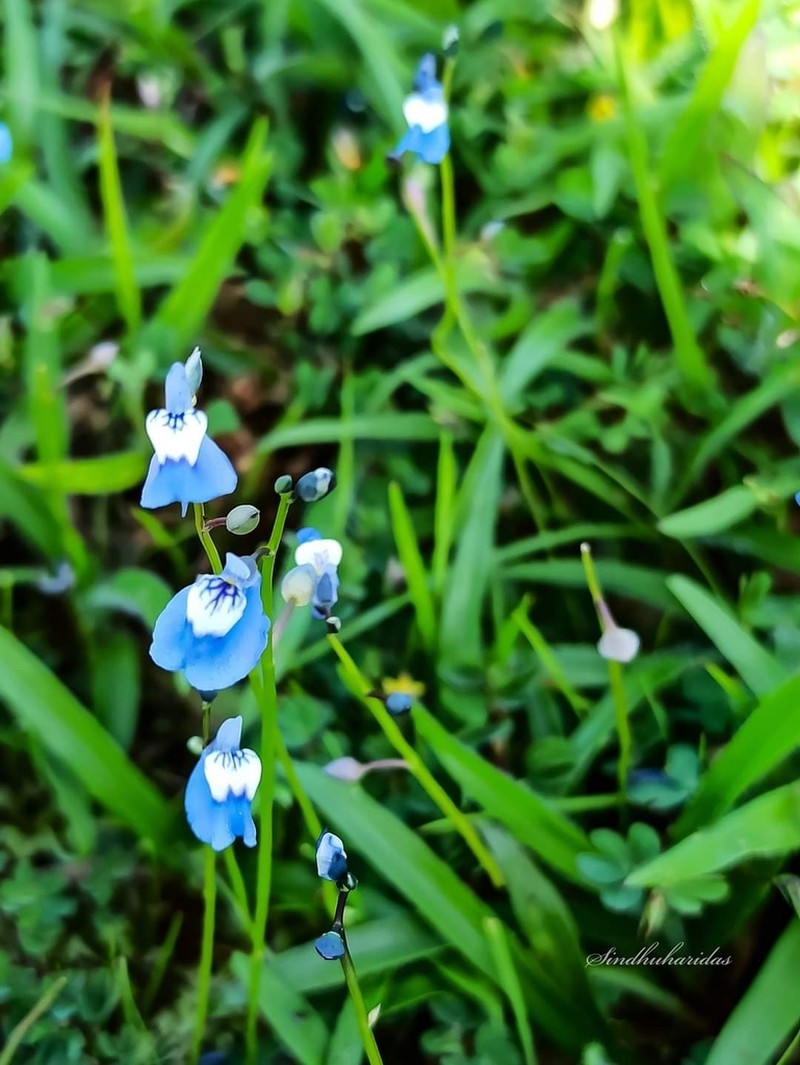 Utricularia lazulina photo 7