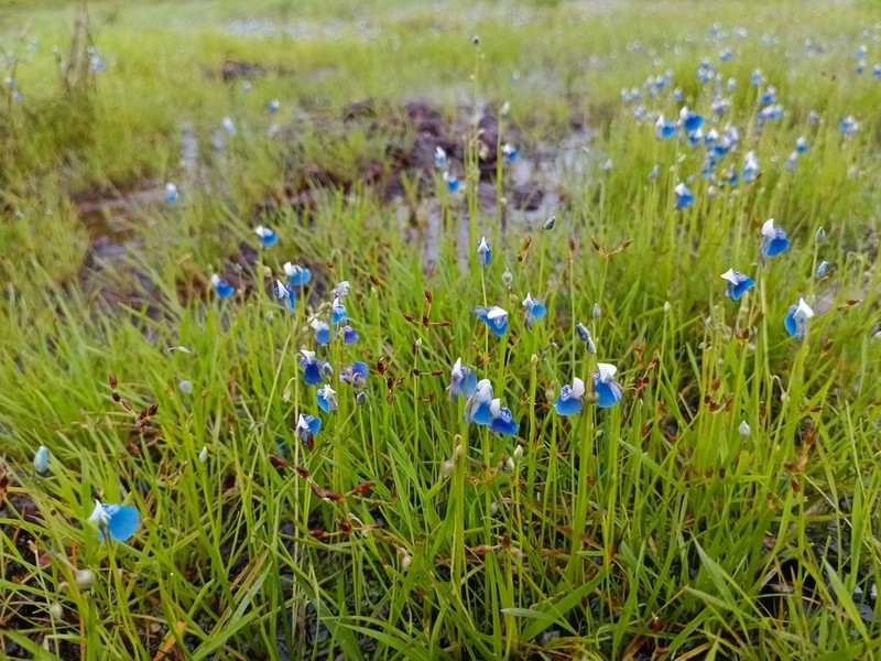 Utricularia lazulina photo 8
