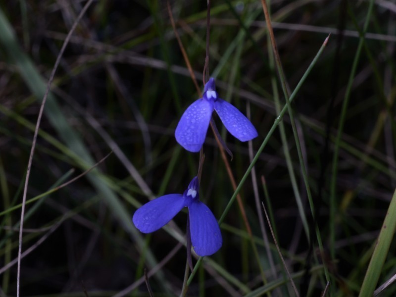 Utricularia leptoplectra photo 2