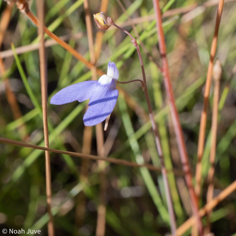 Utricularia leptoplectra photo 3