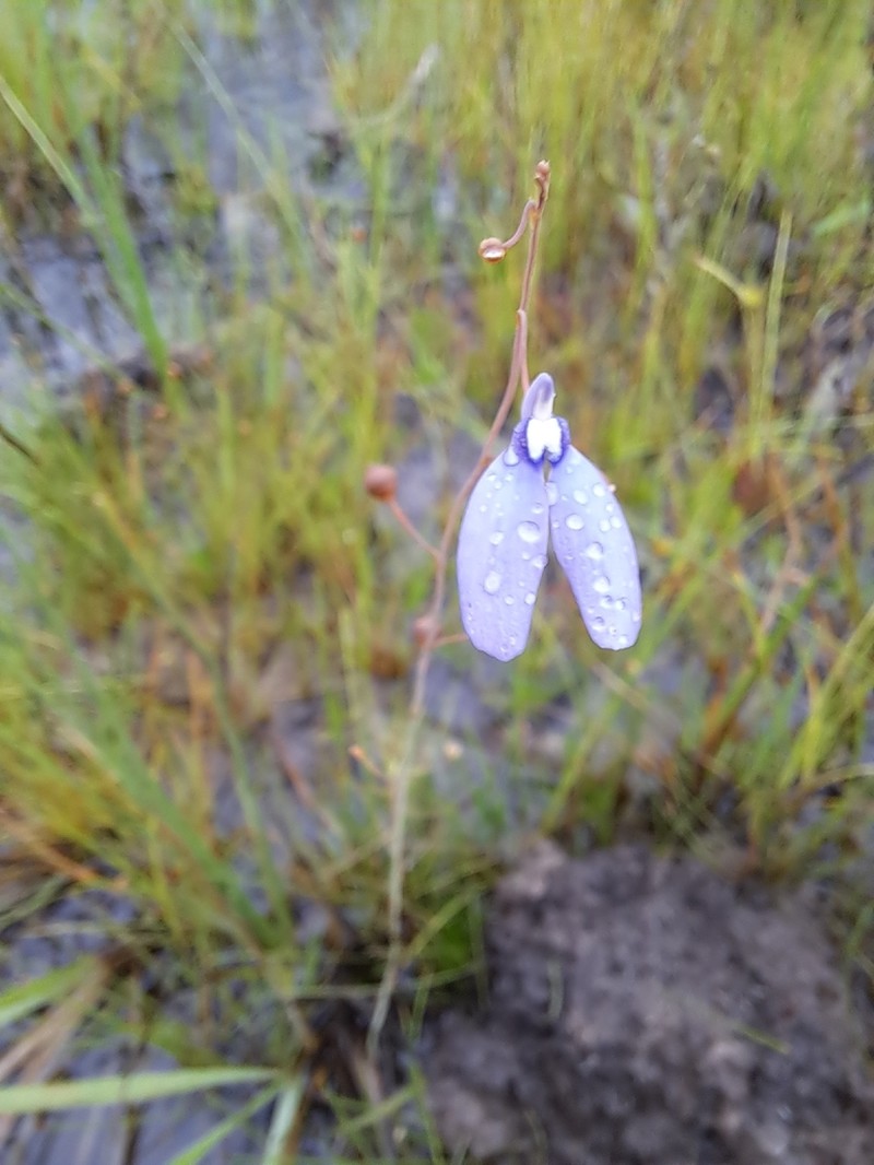 Utricularia leptoplectra photo 4
