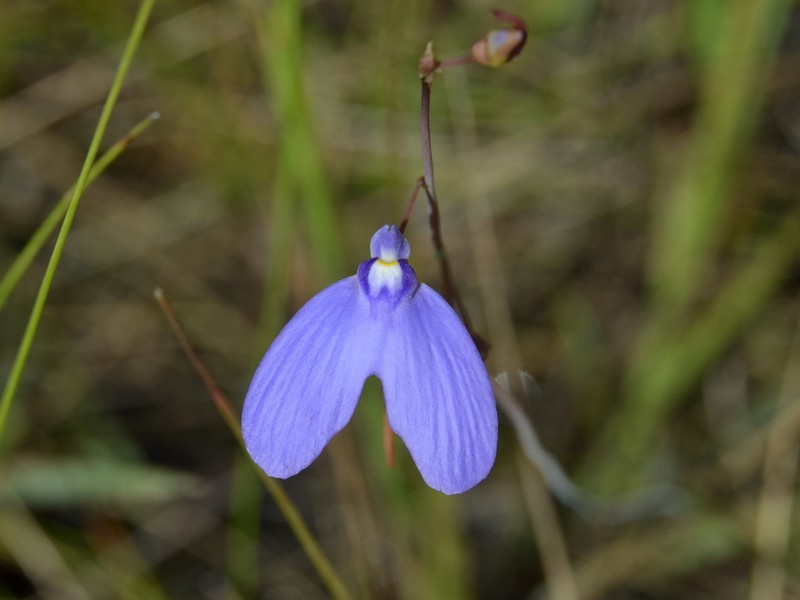 Utricularia leptoplectra photo 5