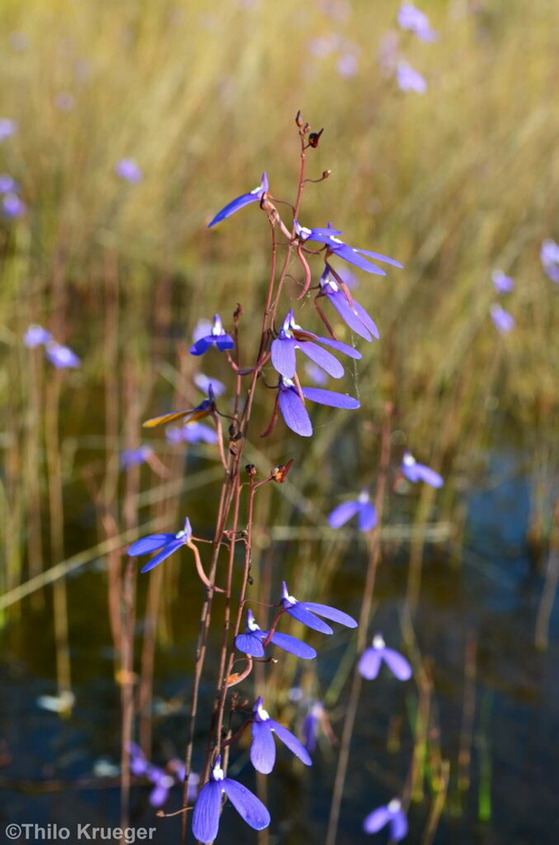 Utricularia leptoplectra photo 6