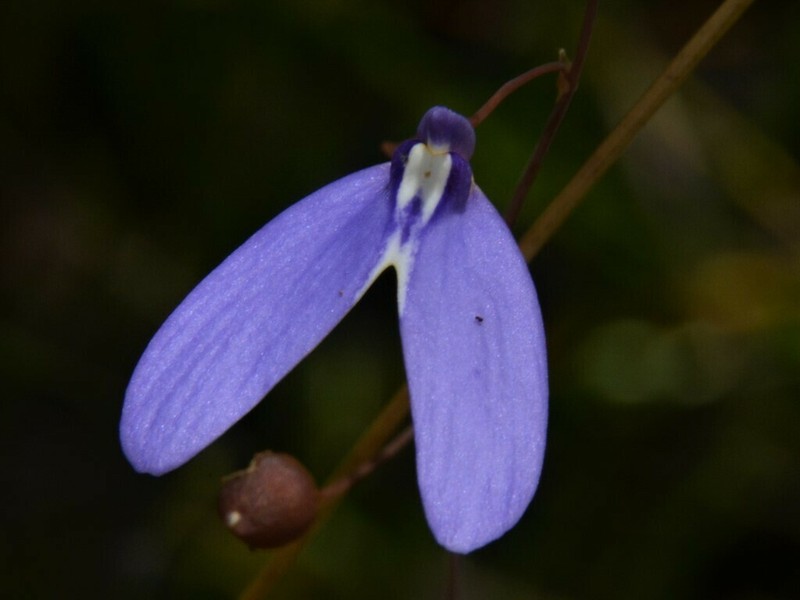 Utricularia leptoplectra photo 7