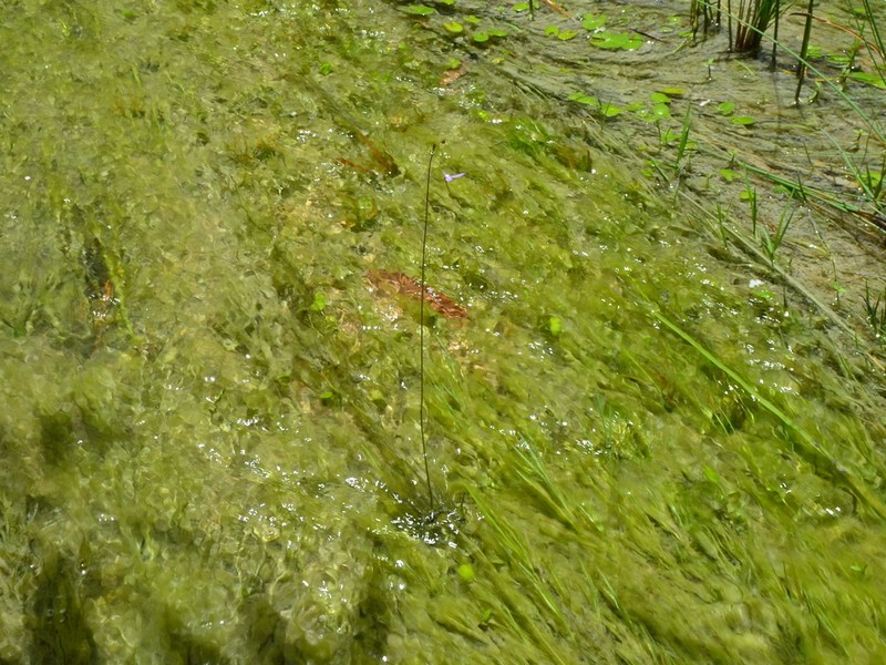 Utricularia leptoplectra photo 8
