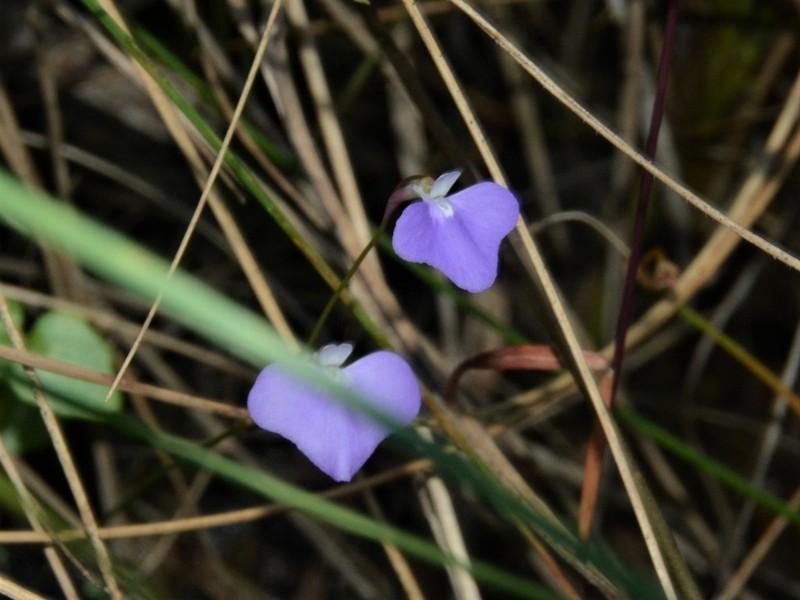 Utricularia leptorhyncha photo 2