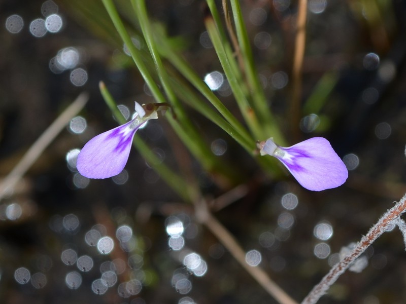 Utricularia leptorhyncha photo 3