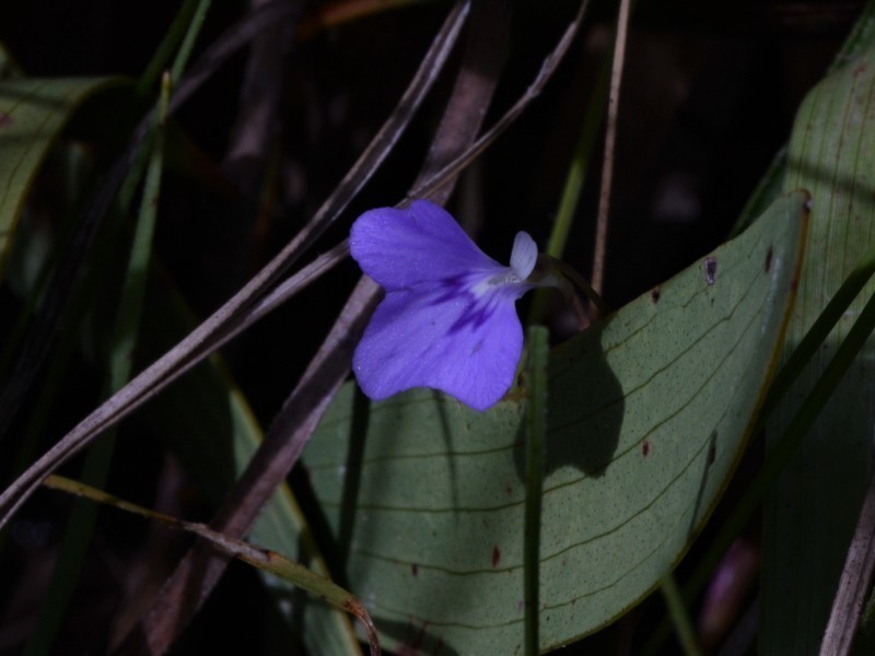 Utricularia leptorhyncha photo 4
