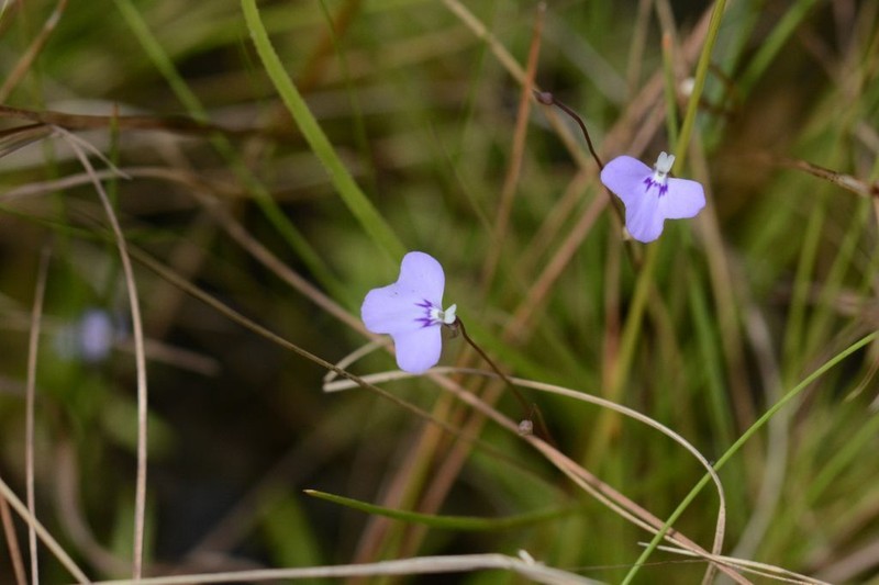 Utricularia leptorhyncha photo 5