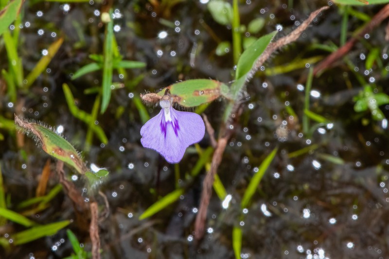 Utricularia leptorhyncha photo 6