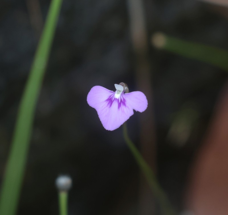 Utricularia leptorhyncha photo 7